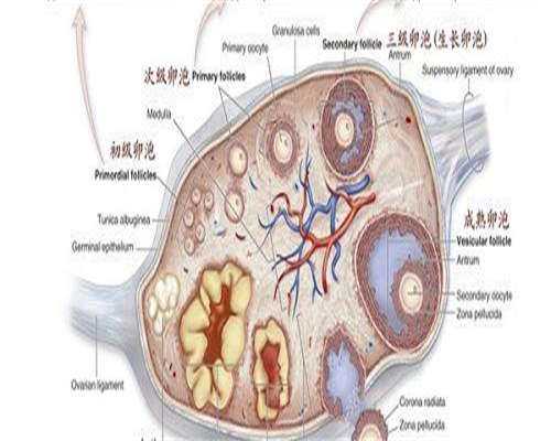 神州医疗招聘_东骏助孕公司在哪,做试管婴儿痛苦吗？做试管最痛苦的流程是什