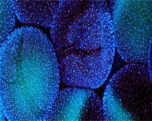 天意代孕网(轩汐龙凤胎是试管吗),天津三代试管婴儿成功率高的10家医院？费用