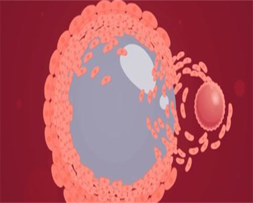 慈铭博鳌供卵(高鹰借腹生子中介),近亲结婚不敢*孩子 那用别人的卵子做试管可