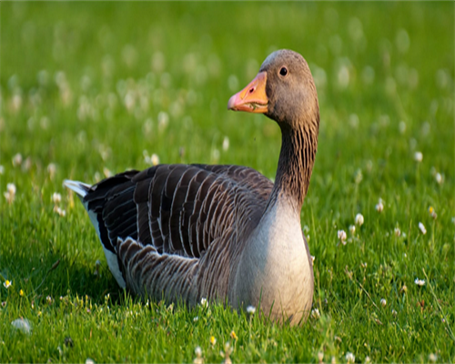 借卵三代试管借卵生子需要多少钱,附费用一览？