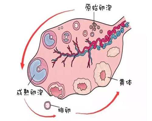 广州正规助孕机构哪里好？找正规医院难吗？