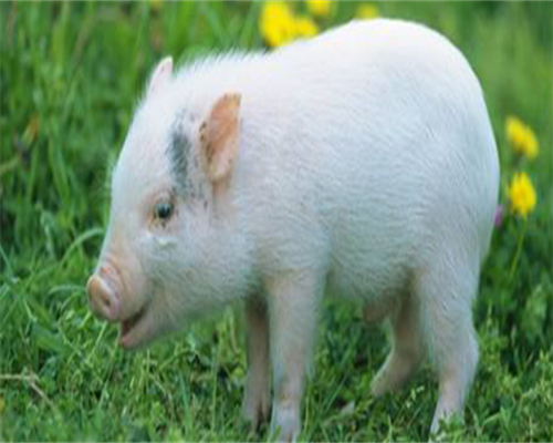 合肥有没有代孕的医院,amh值0.01是否有卵泡真说不准(做试管就要坚持)